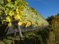 Herbsten Zweigelt 2013